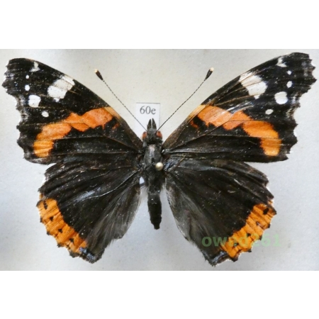 Vanessa atalanta (Linnaeus, 1758) Poland60e